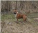 Фотография в Домашние животные Вязка собак Титулованный, умный кобель Американского в Сергиев Посаде 0