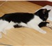 Изображение в Домашние животные Отдам даром Отдаем кошечку, ей 1,5-2 года. Была найдена в Череповецке 0
