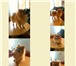 Фотография в Домашние животные Услуги для животных Стрижка собак и кошек. Стрижка (модельная в Москве 1 500