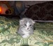 Продам котенка 336670 Скоттиш фолд короткошерстная фото в Москве