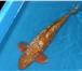 Фотография в Домашние животные Рыбки Японский карп Кои - красочная прудовая рыба, в Липецке 0