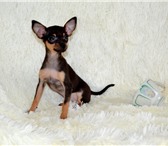 Русский той-терьер, щенки черно-подпалые, 2753130 Русский той-терьер фото в Минске