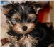 Продается щенок 3 месячный 720276 Йоркширский терьер фото в Москве