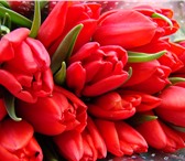 Фото в Домашние животные Растения Предлагаем отличные тюльпаны к 8 марта оптом в Красноярске 40