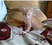 Изображение в Домашние животные Отдам даром Отдам в хорошие руки котенка – мальчик, рыженький. в Нижнем Тагиле 0