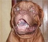 Продам щенка бордоска дога(ФРАНЦУЗСКИЙ МАСТИФ) кобель 1 месяц, с документами или без, 65237  фото в Магнитогорске