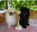 Предлагаю к продаже щенков немецкого миниатюрного(померан ского) шпица, кобели: Сердечный Дру 64919  фото в Самаре