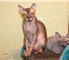 Изображение в Домашние животные Вязка Красивый, ласковый, умненький котик! Приглашает в Пензе 3 000