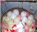 Фото в Для детей Разное Цифра из воздушных шаров.Акция. Шар-сюрприз в Москве 990