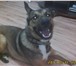 Изображение в Домашние животные Отдам даром Умный пес ищет дом, будет хорошим охранником в Калининграде 0