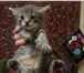 Фото в Домашние животные Отдам даром Отдам в хорошие руки котят пушистых полосатых в Краснодаре 10