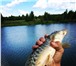 Фотография в Хобби и увлечения Рыбалка Эко пруд Карпыч - Это волшебное место для в Казани 0