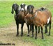 Фото в Домашние животные Другие животные Продажа Нубийских коз разного возраста.Англо-нубийские в Москве 30 000