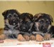 Продам щенков немецкой овчарки 1008584 Немецкая овчарка фото в Краснодаре