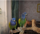 Изображение в Домашние животные Птички продаю пару попугаев синеголовых пионусов! в Красноярске 15 000