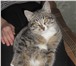 Изображение в Домашние животные Потерянные Потерялся кот (мальчик) в р-не ул. Крутикова в Кургане 500