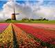 Голландская цветочная компания «Jaaz Flo