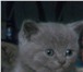 Foto в Домашние животные Вязка Опытный Шотландский вислоухий котик,цвет в Старом Осколе 1 000