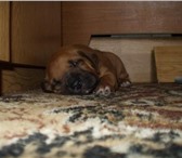Продам очень миленьких щенков родезийского риджбека Родились красавчики 26, 03, 2010 от титулованных 65277  фото в Таганроге