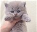 Шотландские котята,   Вислоухие и страйты 2100692 Скоттиш фолд фото в Санкт-Петербурге