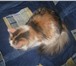 Изображение в Домашние животные Потерянные Потерялась кошка богатка в Перми 100 000