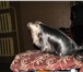 Фото в Домашние животные Вязка собак Трех годовалый парень ищет подругу. Опыт в Калининграде 5 000