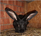 Фотография в Домашние животные Другие животные Кролики породы &quot;великан&quot; самки в Тольятти 1 000