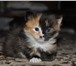 Милые котята, родились 30 марта 2011 года ищут заботливых хозяев, К лотку приучены, 68946  фото в Серпухове