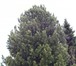 Foto в Домашние животные Растения Кедр Сибирский. Cеянцы, сaженцы и деревья в Москве 1 200