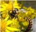 Foto в Работа Разное Для продвижения продуктов пчеловодства на в Полевском 0