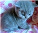 Британские котята 2484701 Британская короткошерстная фото в Москве