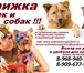 Фото в Домашние животные Услуги для животных Предлагаем к вашему Вниманию!свои услуги в Москве 12