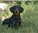 Фотография в Домашние животные Вязка собак активный,веселый кобель 1.5 года,в самом в Оренбурге 1 000