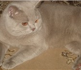 Фотография в Домашние животные Вязка Шотландский кот,клубный,с родословной, окрас-лиловый,приглашает в Москве 2 000