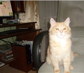 Фото в Домашние животные Отдам даром В добрые руки персикового котика (рыжие к в Оренбурге 1