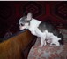 Фото в Домашние животные Вязка собак Кобель чихуахуа Золотой Талисман предлагается в Уфе 1 000