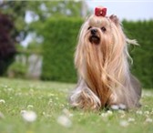 Щенки йоркширского терьера 1779644 Йоркширский терьер фото в Екатеринбурге