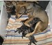 Фотография в Домашние животные Вязка собак Девока (развязанная)  той-терьер з года ,масть в Кемерово 10