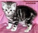 Британские мраморные котята из питомника VIVIAN, 164730  фото в Саратове