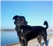 Фотография в Домашние животные Потерянные Пропала собака,окрас черный,отзывается на в Нижневартовске 0