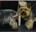 Изображение в Домашние животные Услуги для животных - Стрижка собак (модельная, креативная, гигиеническая, в Саров 800