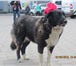 Фото в Домашние животные Отдам даром Метис лабрадора с бернской овчаркой, молодая в Пскове 0