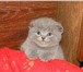 Продаются милые британские вислоухие котятки,  Окрас - голубой,  Им пока только 1 мес,  Котятки очень 68905  фото в Москве