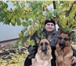 Породные щенки 1656424 Немецкая овчарка фото в Ростове-на-Дону