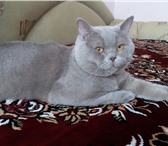 Изображение в Домашние животные Вязка Лиловый прямоухий кот скоттиш - страйт ждёт в Белгороде 1 000
