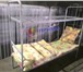 Изображение в Мебель и интерьер Мебель для спальни Одноярусные и двухъярусные кровати :материал, в Туле 1 250