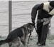 Фотография в Домашние животные Услуги для животных Профессиональная дрессировка собак в Ярославле 200