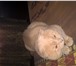 Фотография в Домашние животные Вязка Опытный котик приглашает на вязку.Родословный. в Орле 2 000