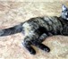 Foto в Домашние животные Отдам даром Кошка по кличке Шери рассмотрит предложения в Новосибирске 0