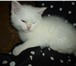 Британский котик редкого окраса 329596 Британская короткошерстная фото в Екатеринбурге